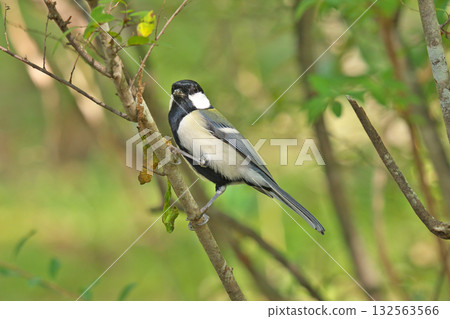 [Wild bird: Great tit] 132563566