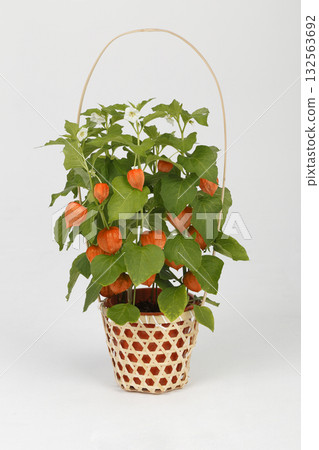 Potted Physalis 132563692
