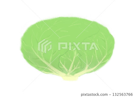 簡單的捲心菜插圖,白色背景 簡單的捲心菜插圖,白色背景 132563766