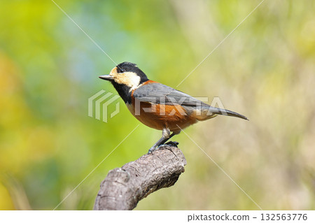 [Wild bird Varied tit] 132563776