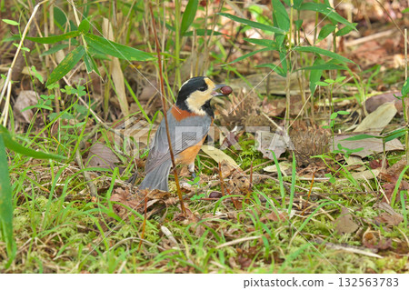 [野生鳥類 花斑山雀] 132563783