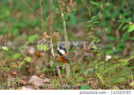 [野生鳥類 花斑山雀] 132563785
