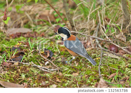 [野生鳥類 花斑山雀] 132563786