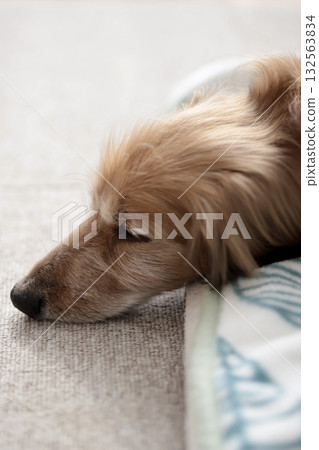 一隻年老的迷你臘腸犬睡著了，頭垂在床邊。 132563834