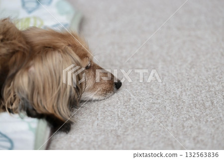 一隻年老的迷你臘腸犬睡著了，頭垂在床邊。 132563836