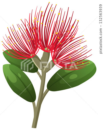 Red Pohutukawa Flower with Green Leaves Vector Illustration 132563939
