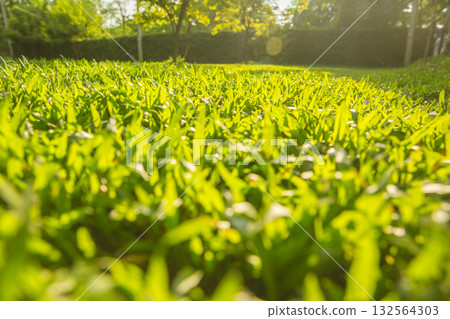 Lawn, backyard, lush green grass with morning sunlight. Natural background 132564303