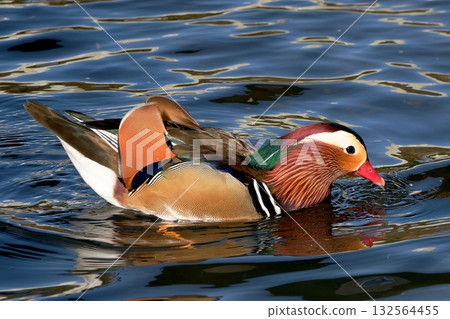 Beautiful and shining mandarin ducks 132564455