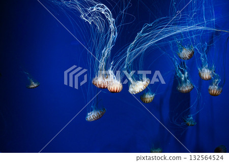 Jellyfish floating in the aquarium 132564524