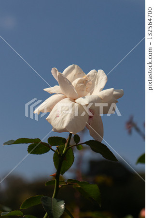 White roses blooming in autumn White roses blooming in autumn 132564700