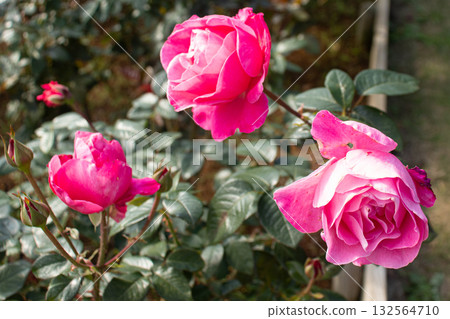 Pink rose bloomed in autumn Pink rose bloomed in autumn 132564710