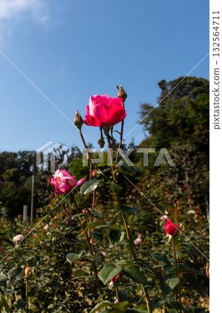 Pink rose bloomed in autumn Pink rose bloomed in autumn 132564711