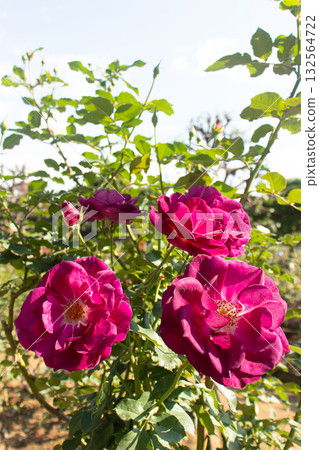 Red roses blooming in autumn Red roses blooming in autumn 132564722