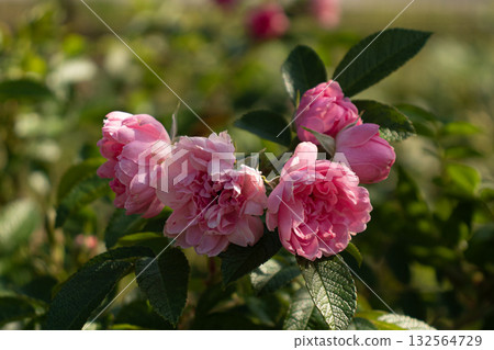 Pink rose bloomed in autumn Pink rose bloomed in autumn 132564729