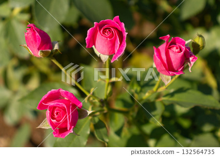 Red roses blooming in autumn 132564735