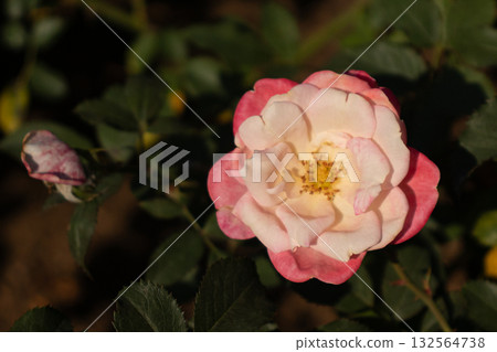 秋季盛開的粉紅色和白色玫瑰 132564738