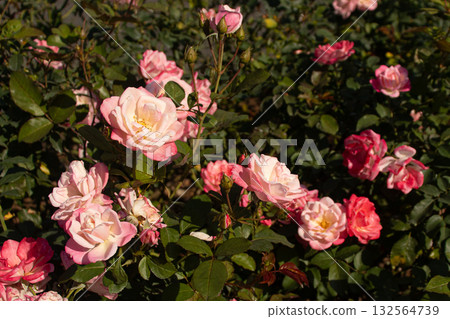Pink and white roses blooming in autumn 132564739