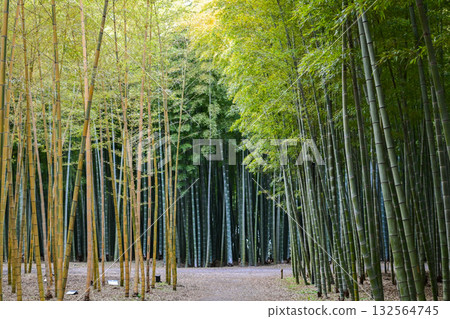 View of a path lined with two types of bamboo View of a path lined with two types of bamboo 132564745