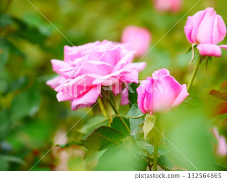 Pink rose and back blur Pink rose and back blur 132564865