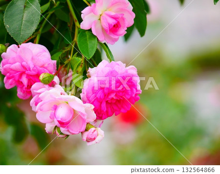 Beautiful Rose 132564866