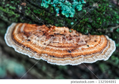 Bracket Fungus Growing on Mossy Tree Trunk Bracket Fungus Growing on Mossy Tree Trunk 132564891