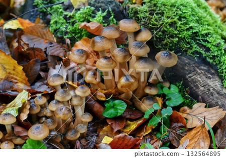 Cluster of Mushrooms With Slender Stems on Mossy Forest Floor Cluster of Mushrooms With Slender Stems on Mossy Forest Floor 132564895