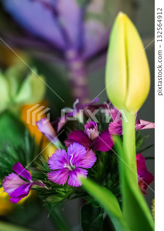 Yellow Tulip Bud and Dianthus Flowers in Colorful Bouquet- Germany 132564912