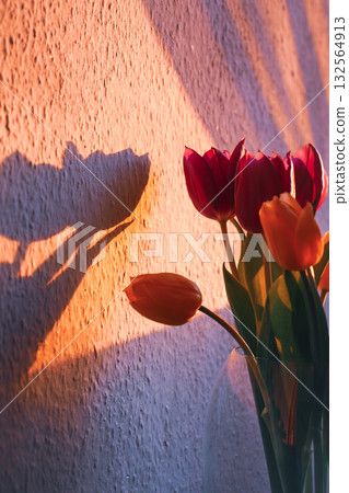 Tulip Bouquet With Dramatic Shadows on Textured Wall- Germany 132564913