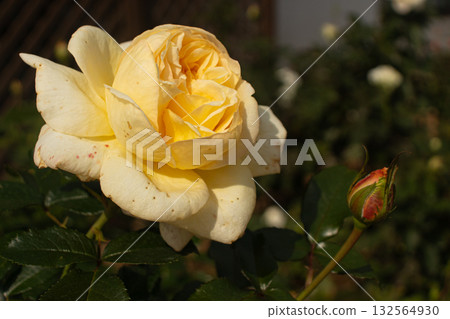 Pale yellow roses blooming in autumn Pale yellow roses blooming in autumn 132564930