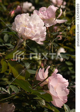 Pale pink roses blooming in autumn Pale pink roses blooming in autumn 132564939
