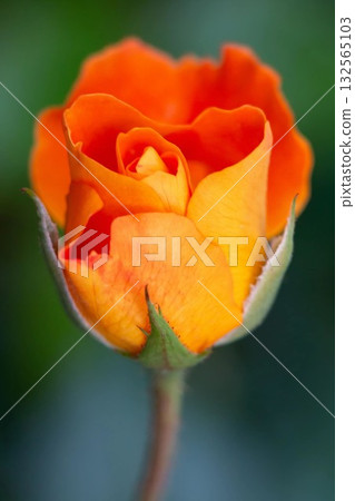 Orange Rosebud Close-Up with Green Background 132565103