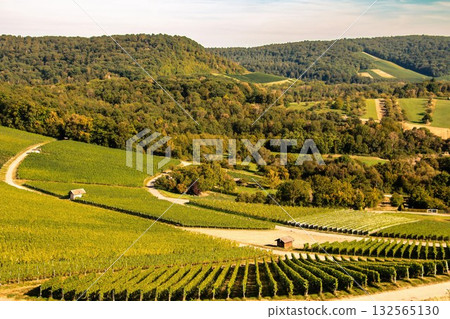 Vineyard Landscape with Rolling Hills and Forest 132565130