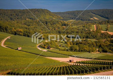 Vineyard in Rolling Hills Under Clear Sky Vineyard in Rolling Hills Under Clear Sky 132565131