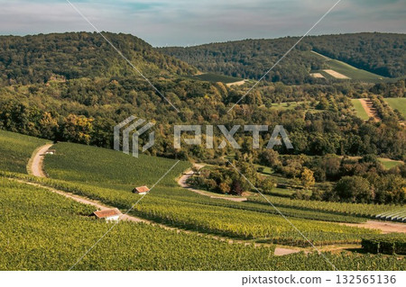 Vineyard Landscape with Hills and Forest 132565136