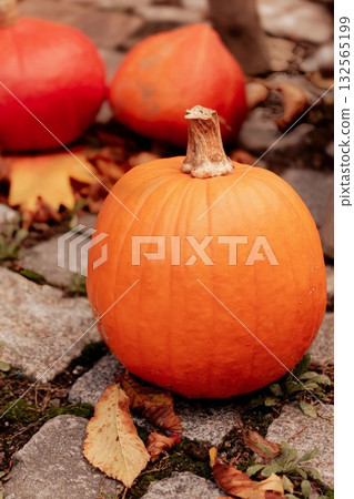 Rustic Pumpkin Display in Fall Setting Rustic Pumpkin Display in Fall Setting 132565199