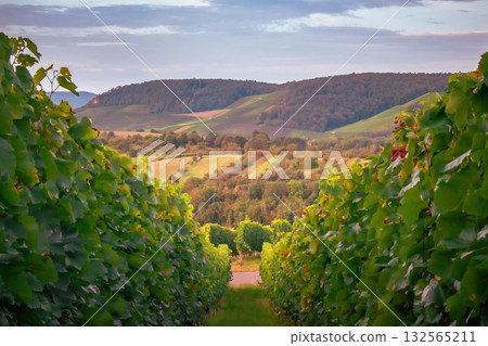 An artistic and abstract image of Vineyard Textures 132565211
