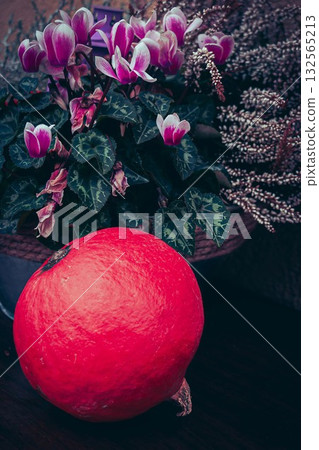 Pumpkin and Purple Cyclamen Bloom Pumpkin and Purple Cyclamen Bloom 132565213