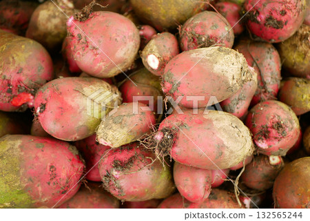 Beetroot red beta vulgaris beet pile farm burpees harvest vegetable bio bunch farmer farming greenhouse folio and agricultural farm garden harvesting leaf food natural plant leaves bio organic Beetroot red beta vulgaris beet pile farm burpees harvest vegetable bio bunch farmer farming greenhouse folio and agricultural farm garden harvesting leaf food natural plant leaves bio organic 132565244