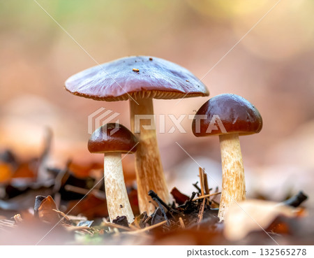 Three Brown Mushrooms on Forest Floor With Autumn Leaves 132565278