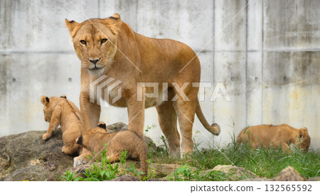 A mother lion's gaze protecting her cub A mother lion's gaze protecting her cub 132565592