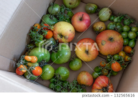 Green tomatoes in a cardboard box, the ethylene released by the apples helps the tomatoes ripen 132565616