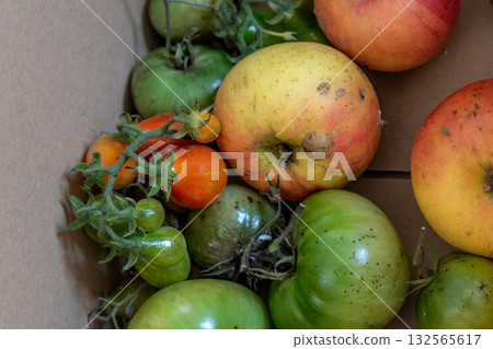 Green tomatoes in a cardboard box, the ethylene released by the apples helps the tomatoes ripen Green tomatoes in a cardboard box, the ethylene released by the apples helps the tomatoes ripen 132565617