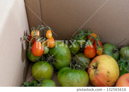 Green tomatoes in a cardboard box, the ethylene released by the apples helps the tomatoes ripen 132565618