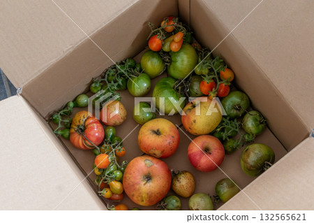 Green tomatoes in a cardboard box, the ethylene released by the apples helps the tomatoes ripen 132565621