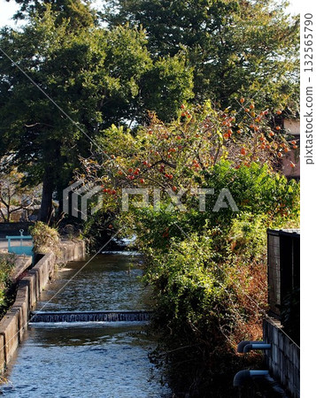 灌溉渠道和一棵掛滿果實的柿子樹(弘法大師殿附近的秋季景色) 灌溉渠道和一棵掛滿果實的柿子樹(弘法大師殿附近的秋季景色) 132565790