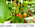 Cherry 132565798
