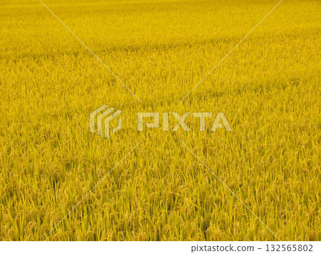 米耳環閃亮的金色 132565802