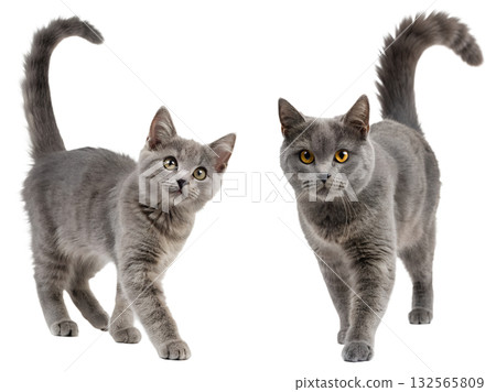 Adorable grey cat walking with its fluffy tail raised up, isolated on transparent background, perfect for pet love and animal themes 132565809