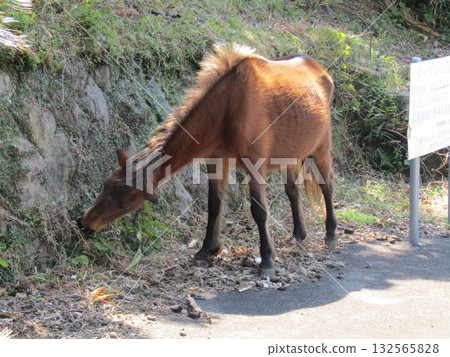 Misaki horses, Japan's only wild horses, graze on the road at Toi Cape, Kushima City, Miyazaki Prefecture. Misaki horses, Japan's only wild horses, graze on the road at Toi Cape, Kushima City, Miyazaki Prefecture. 132565828