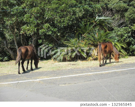 Misaki horses, Japan's only wild horses, graze on the road at Toi Cape, Kushima City, Miyazaki Prefecture. Misaki horses, Japan's only wild horses, graze on the road at Toi Cape, Kushima City, Miyazaki Prefecture. 132565845